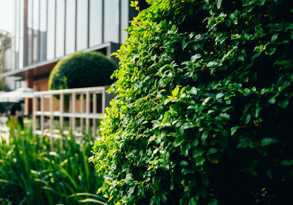 Cherry Laurel hedging plants in nursery rows