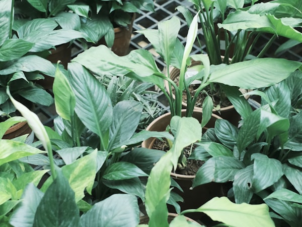 Rows of nursery plants in outdoor growing beds