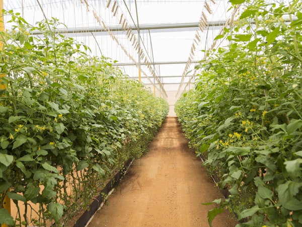 Inside the polytunnel at Fieldroot Nursery
