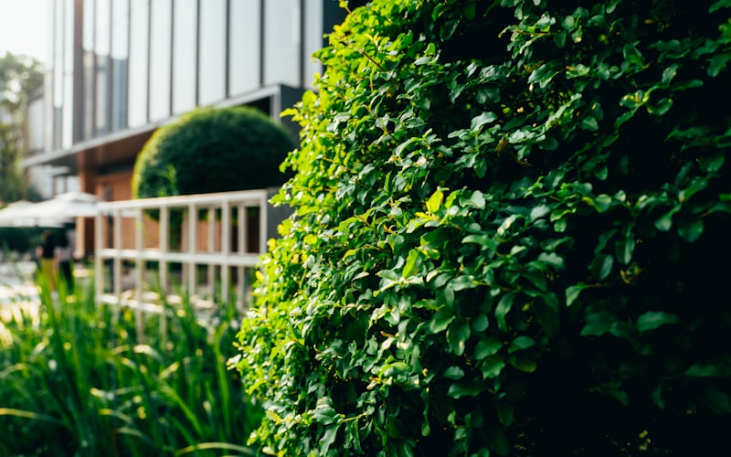 Entrance planting with ornamental shrubs for businesses Hull