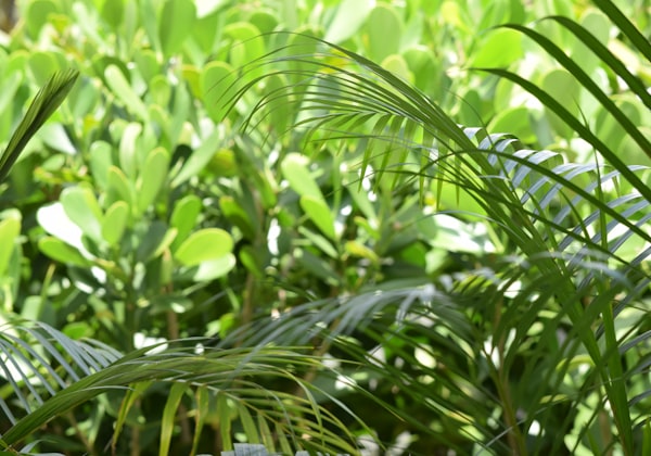 Common Privet