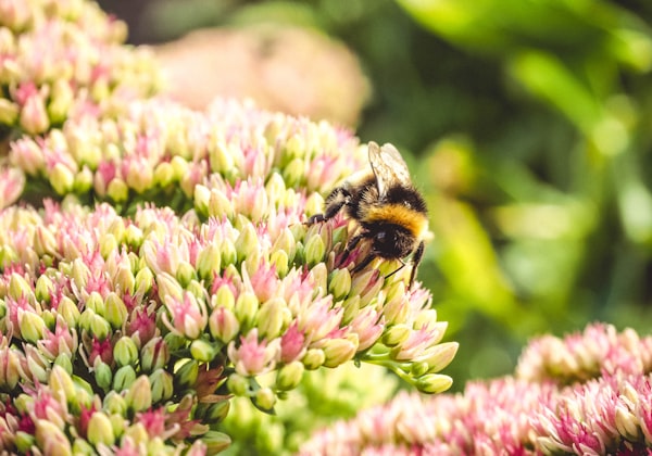 Echinacea Purpurea