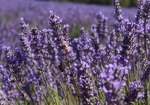 Lavender Angustifolia
