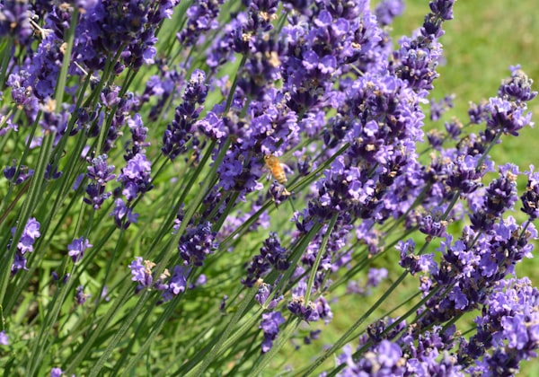 Verbena Bonariensis